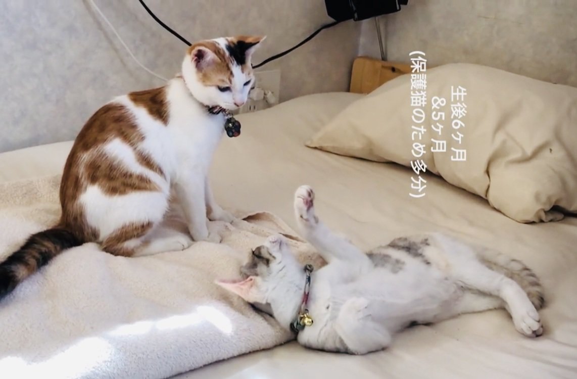 ベッドの上で遊ぶ三毛猫とパステル三毛猫