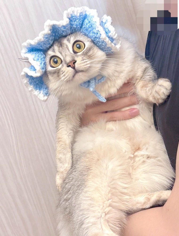 帽子を被って遠くを見つめる猫