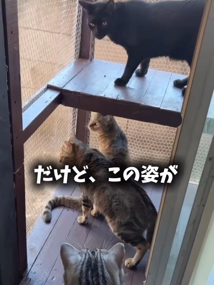 テラスから外を見る猫たち