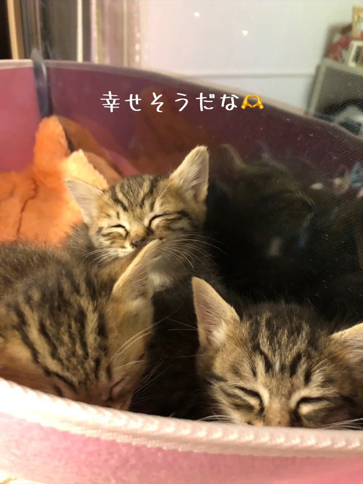 寝ている子猫たち