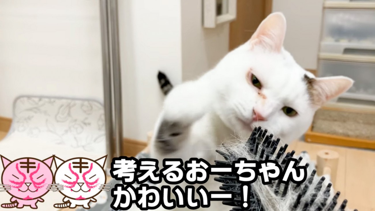 前足を伸ばす猫