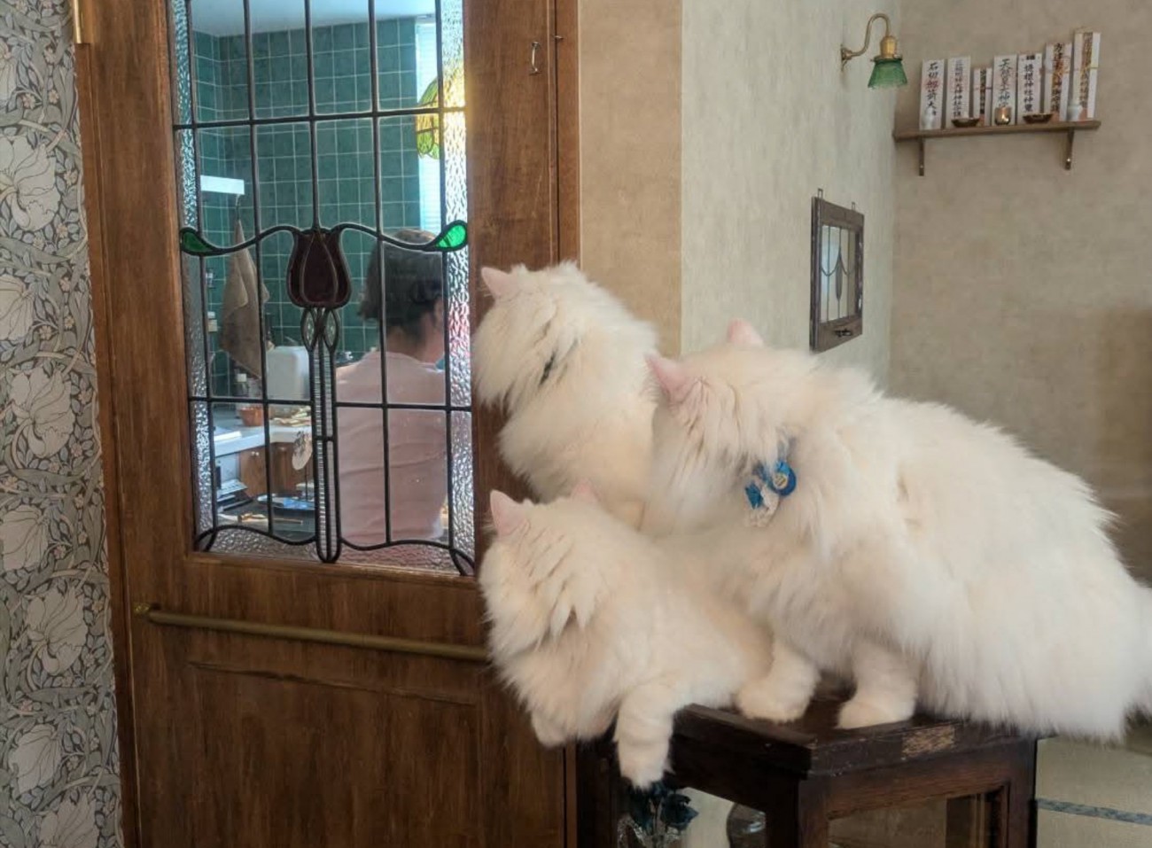 3匹の猫