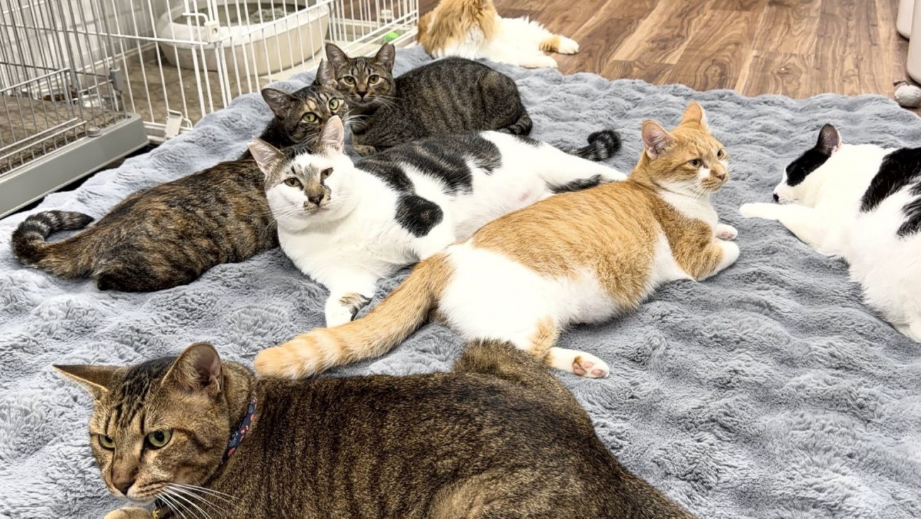 カーペットの上に集まる猫たち