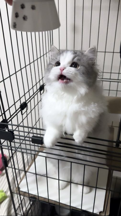 飼い主の方を見つめる猫