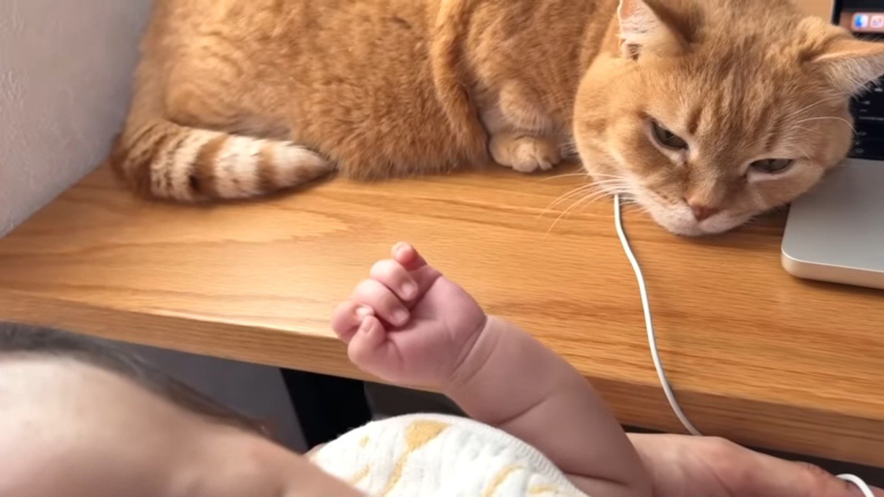 パソコンに顔を乗せた姿