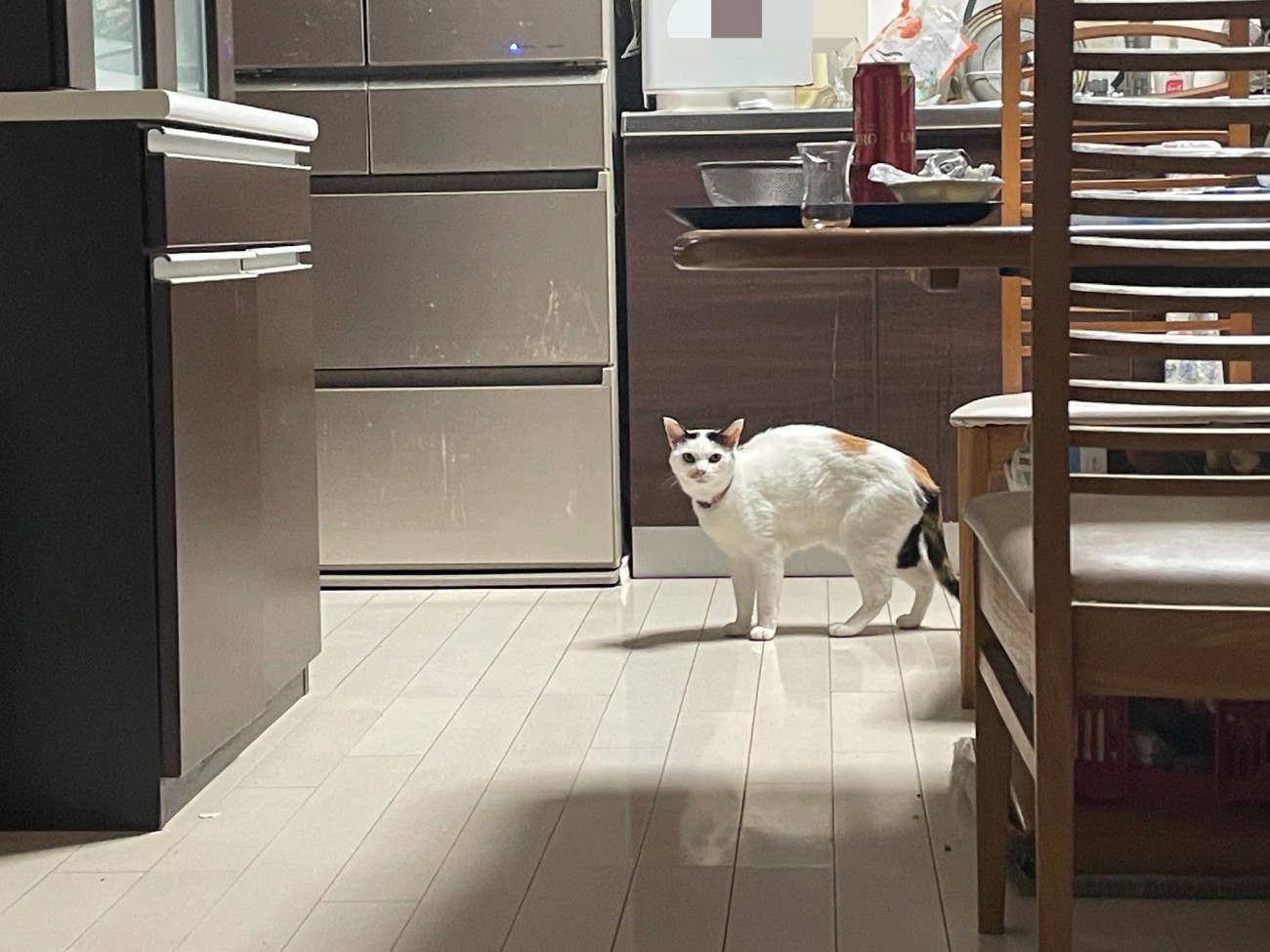 キッチンで背中を丸めて警戒している猫の様子