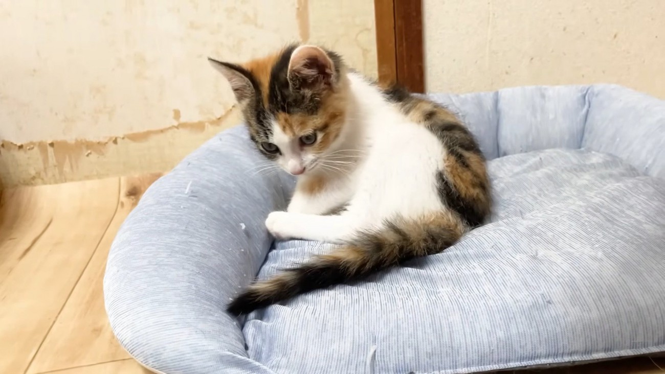 座ってシッポを見つめる