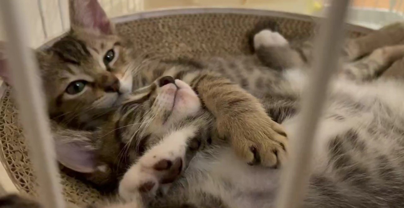 くっついて寝転ぶ2匹の子猫