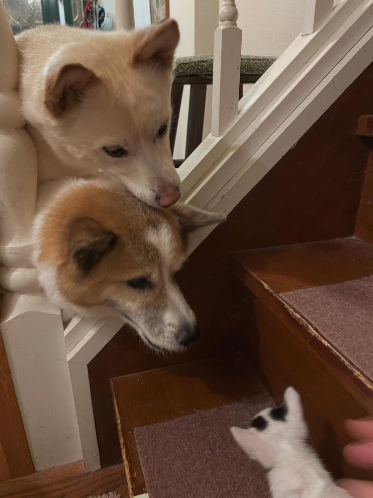 子猫を見る犬たち
