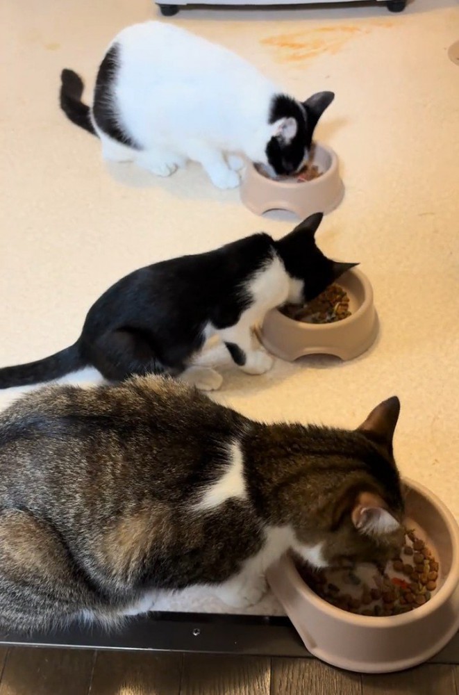 ごはんを食べる3匹の猫