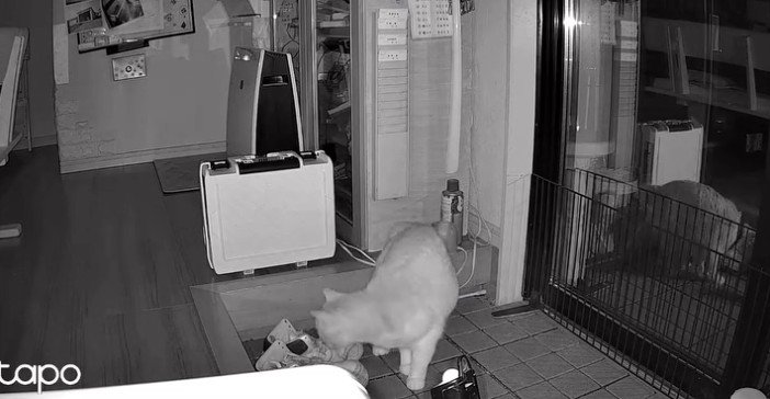 暗視カメラ、においを嗅ぐ猫