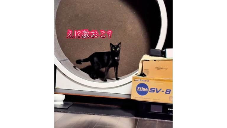 キャットホイールを走っていた猫たち