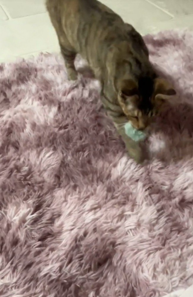 ボールを持ってくる猫