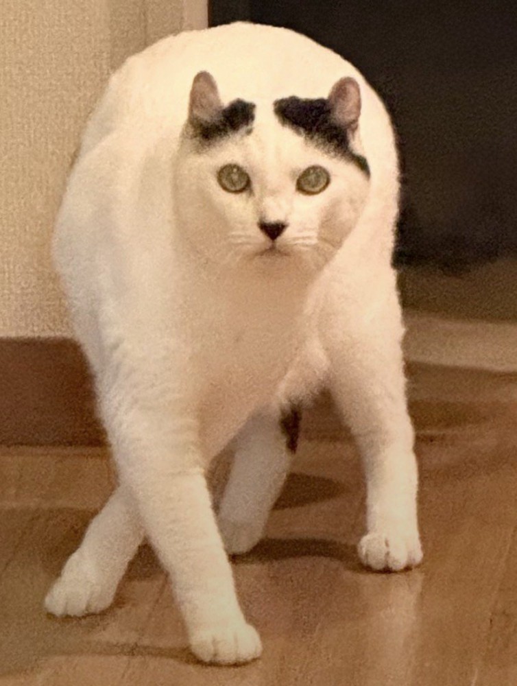 不思議なポーズの猫