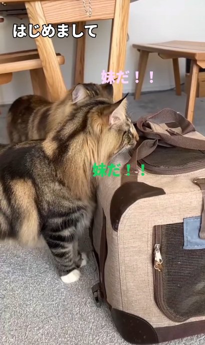 キャリーバッグの中にいる子猫をみる猫達