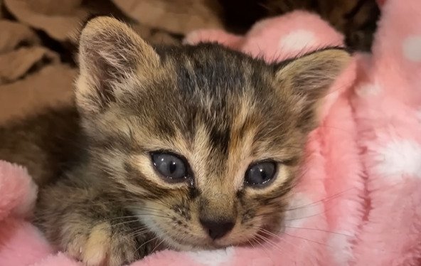 毛布でくつろぐ子猫