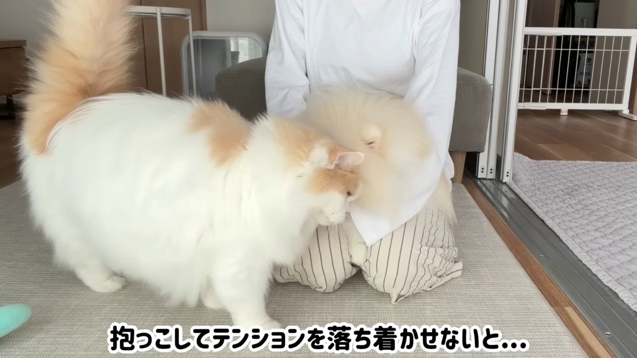 落ち着かせないと