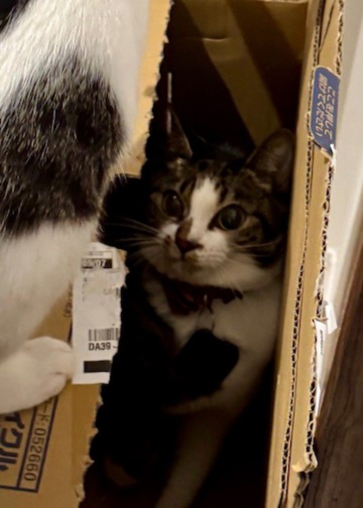 ダンボールの上から見つめてくる青い首輪をしている猫を見つめ返すキジ白猫