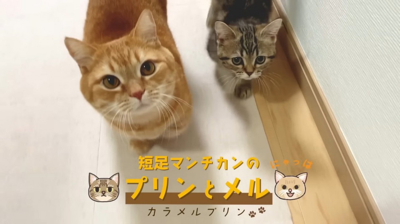 廊下を歩いてくる2匹のマンチカン
