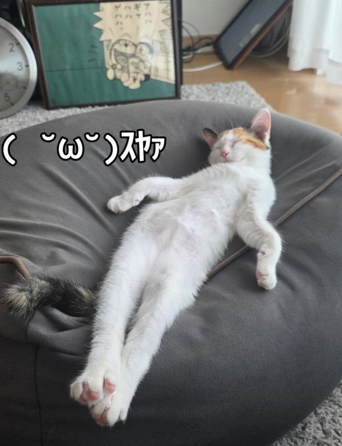 人間みたいに眠る猫