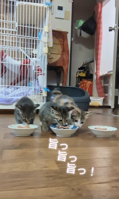 ご飯を食べる3匹の子猫達