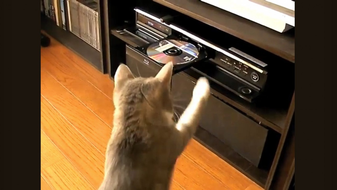 DVDレコーダーにパンチする猫