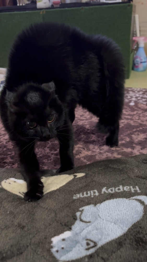 威嚇している黒猫さん