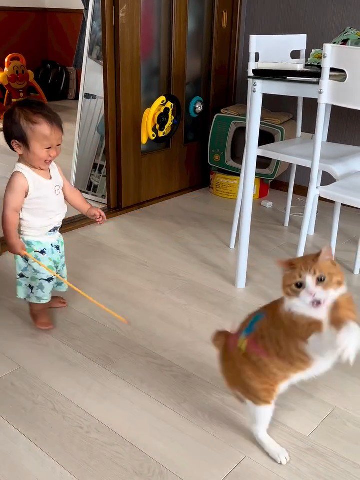 おもちゃを取ろうとして立つ猫