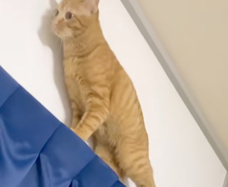 カーテンポールの上の猫