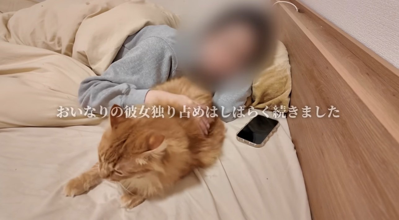 布団の上で人間に甘える猫