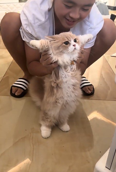 立っている猫