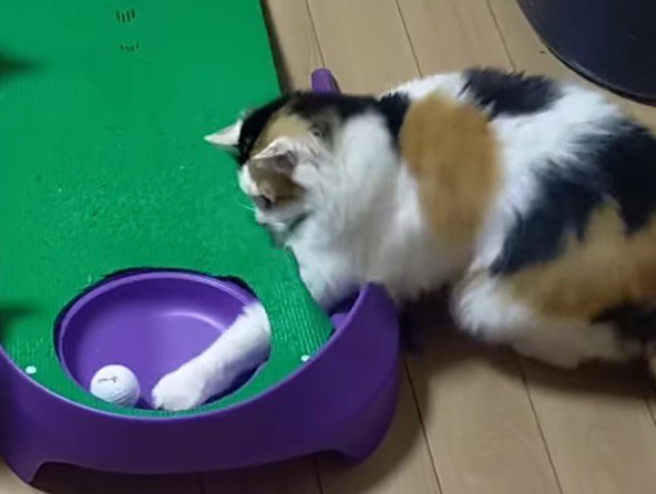 ホールに落ちたゴルフボールに前足を伸ばす三毛猫