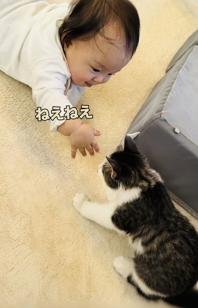 子猫に手を伸ばす赤ちゃん