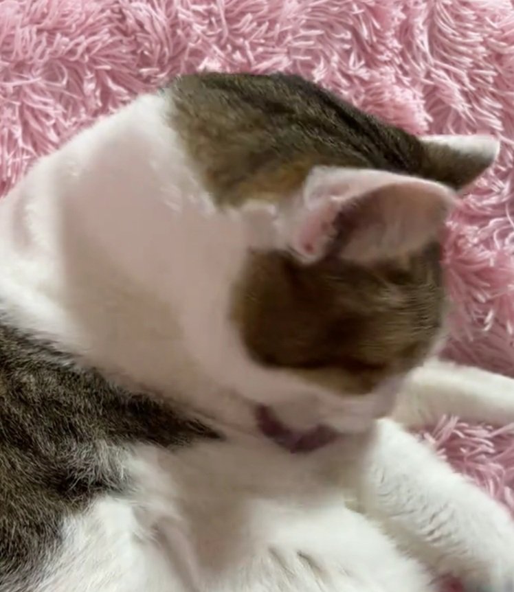 毛づくろいする猫