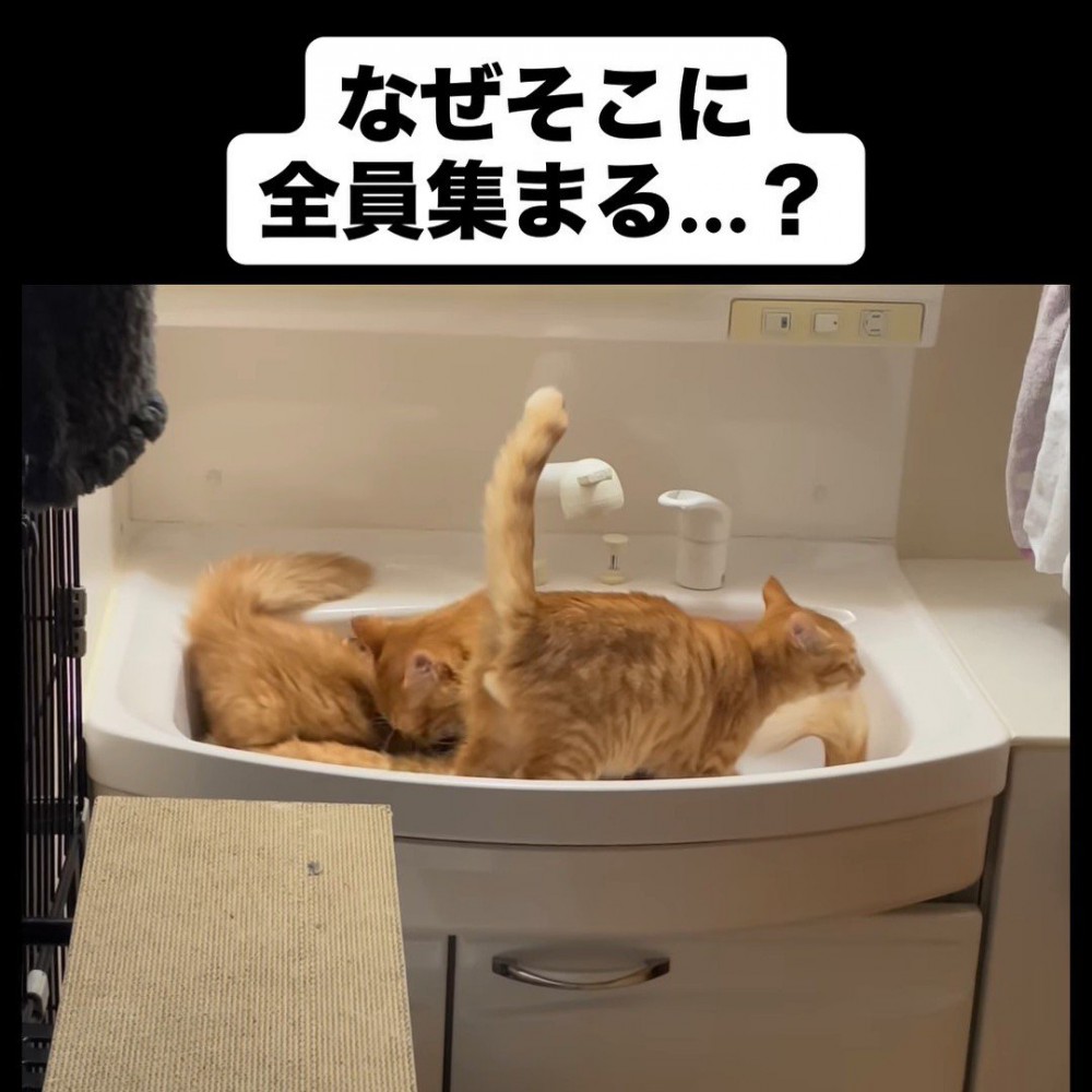 洗面台にいる猫たち