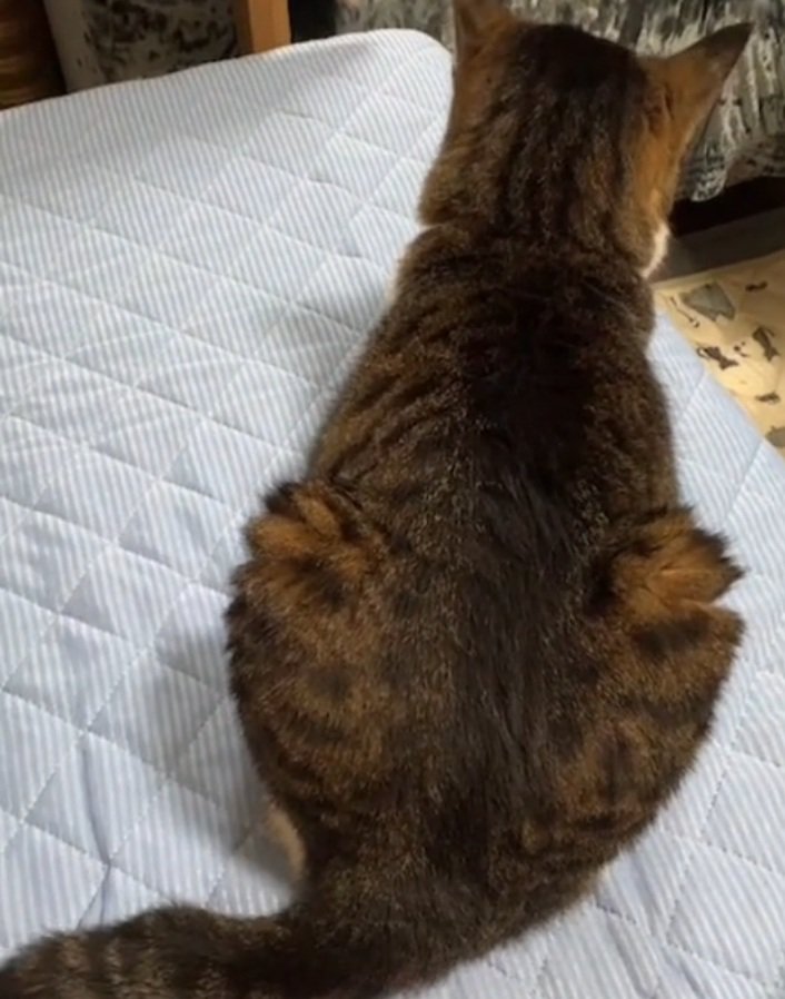 背中を向けて座る猫