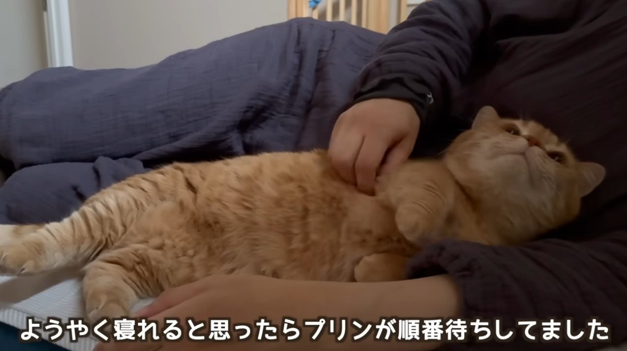 添い寝して甘えている猫