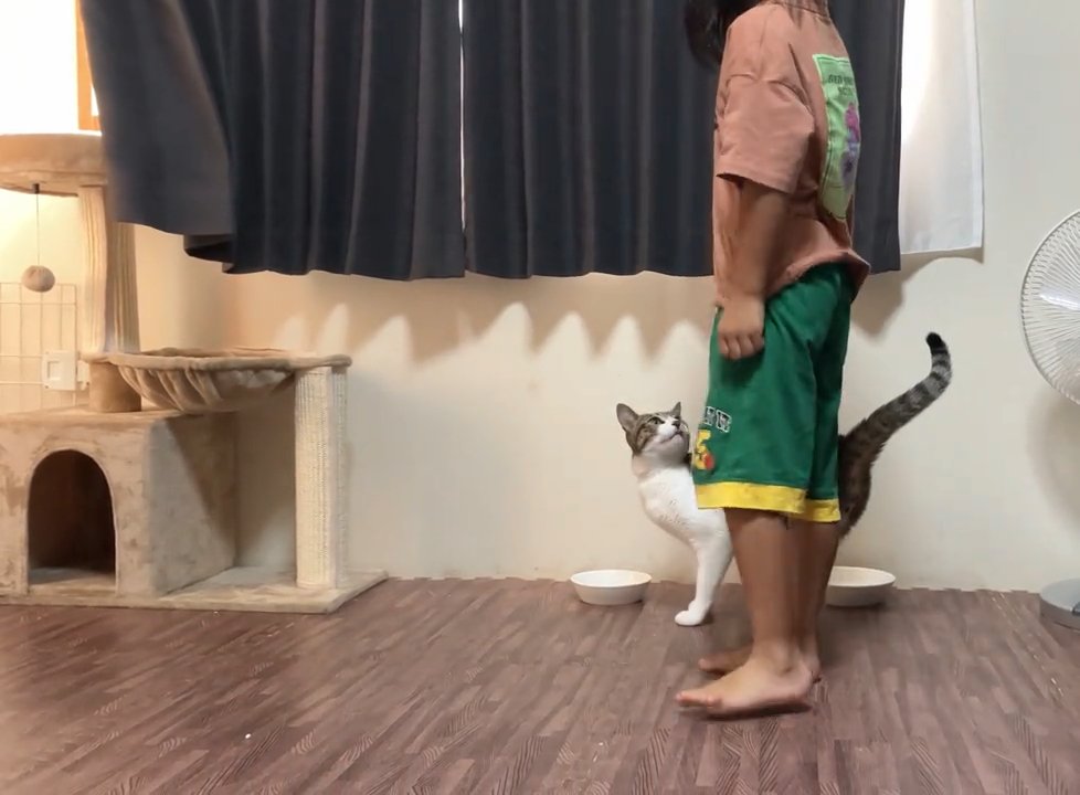 見上げる猫