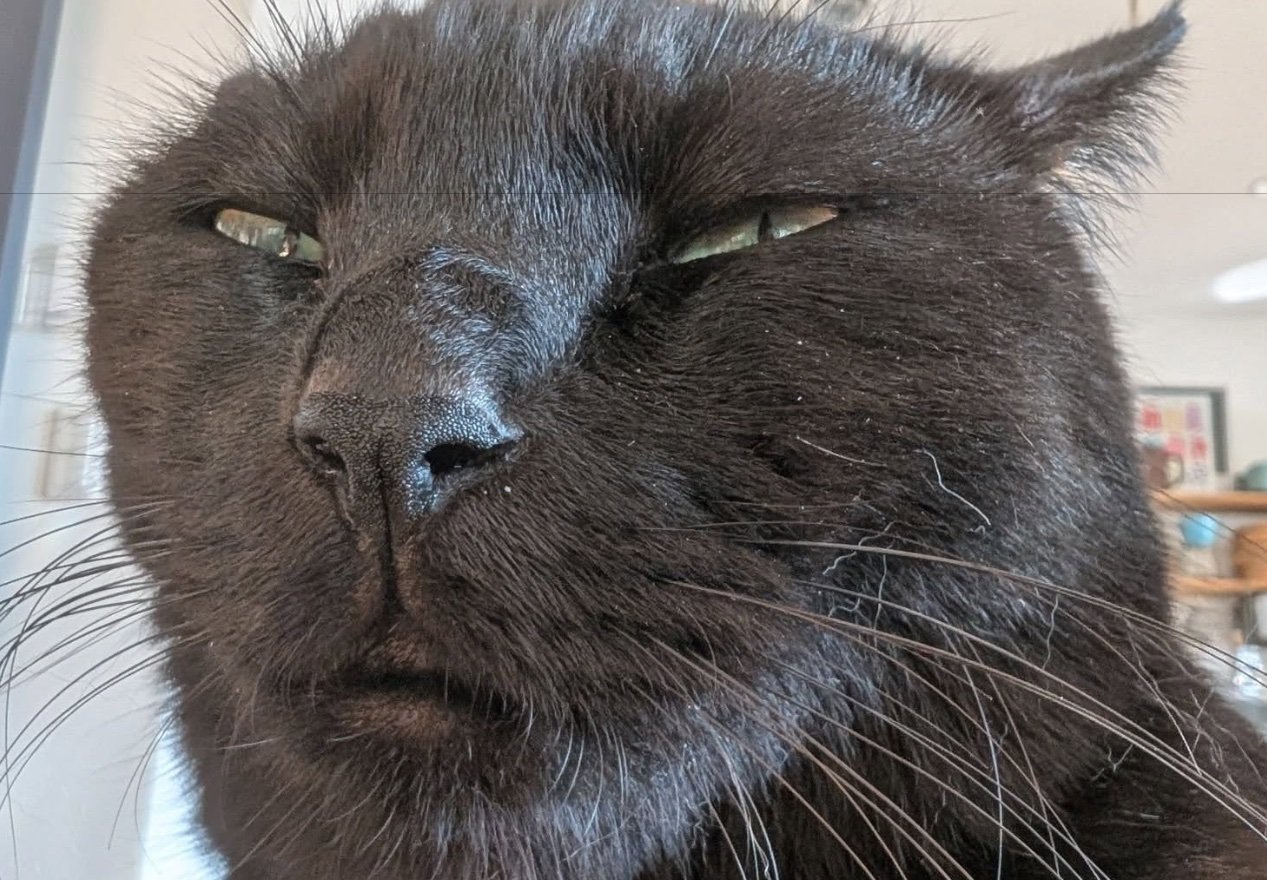 人間のような猫の顔