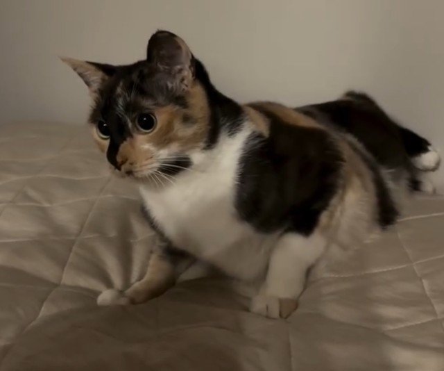 前足で踏ん張る猫
