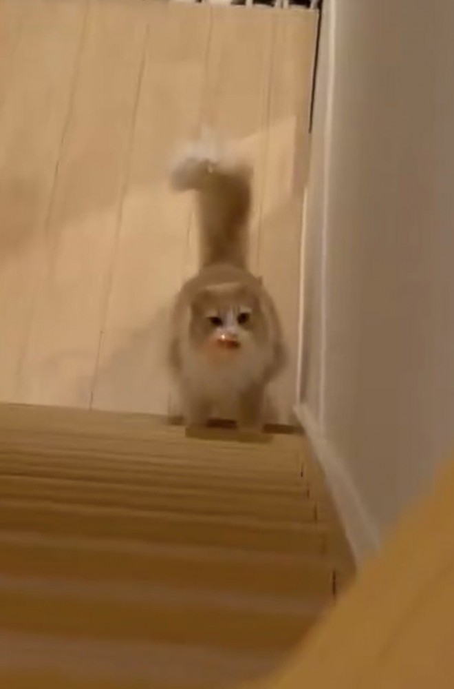 階段を上ろうとする猫