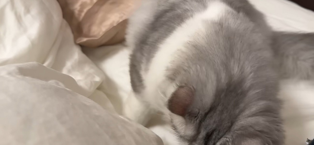 布団に入ろうとしている猫