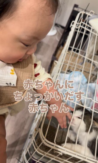子猫を触ろうとする赤ちゃん