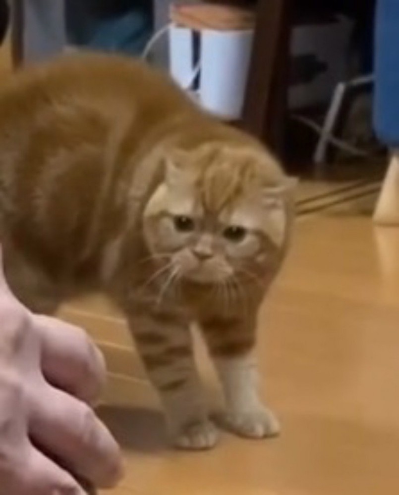 ヒゲを前に突き出して身を固くする茶トラ猫