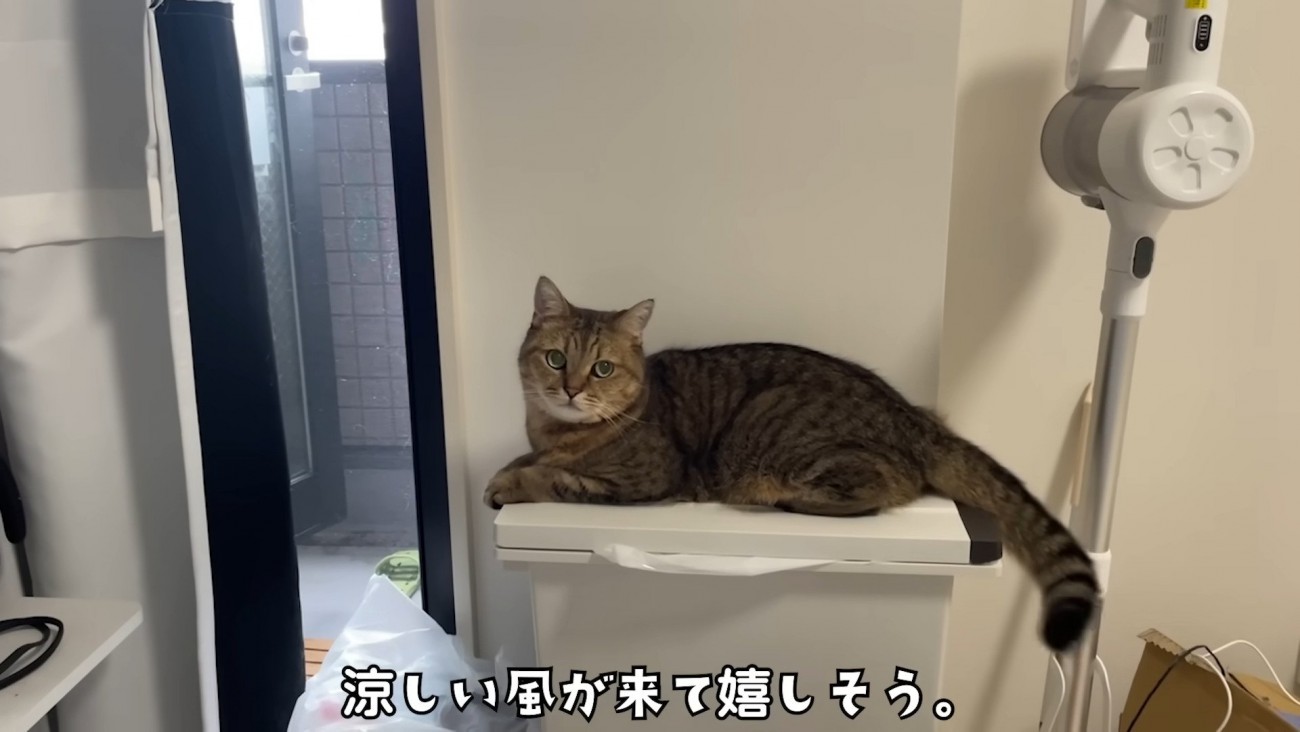 ゴミ箱の上でこちらを向いている猫さん