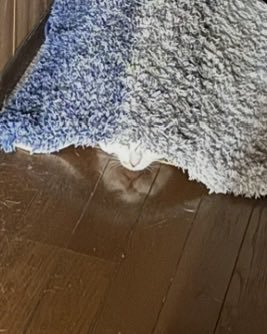 床に自分の姿が映っているキジ白猫