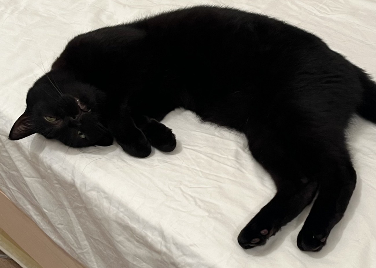 ベッドに横たわる猫