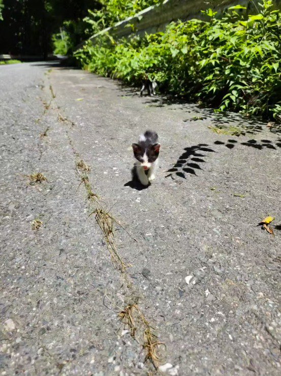 カメラに近づいてくる子猫