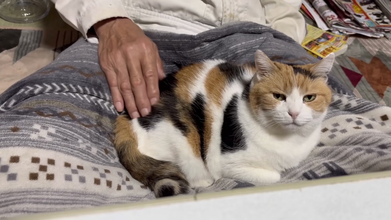 ミケの正面写真