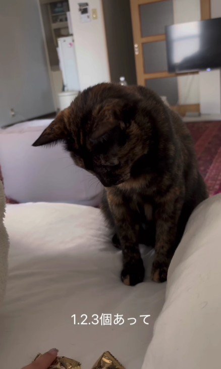 ベッドの上の猫